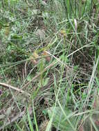 Image of shallow sedge