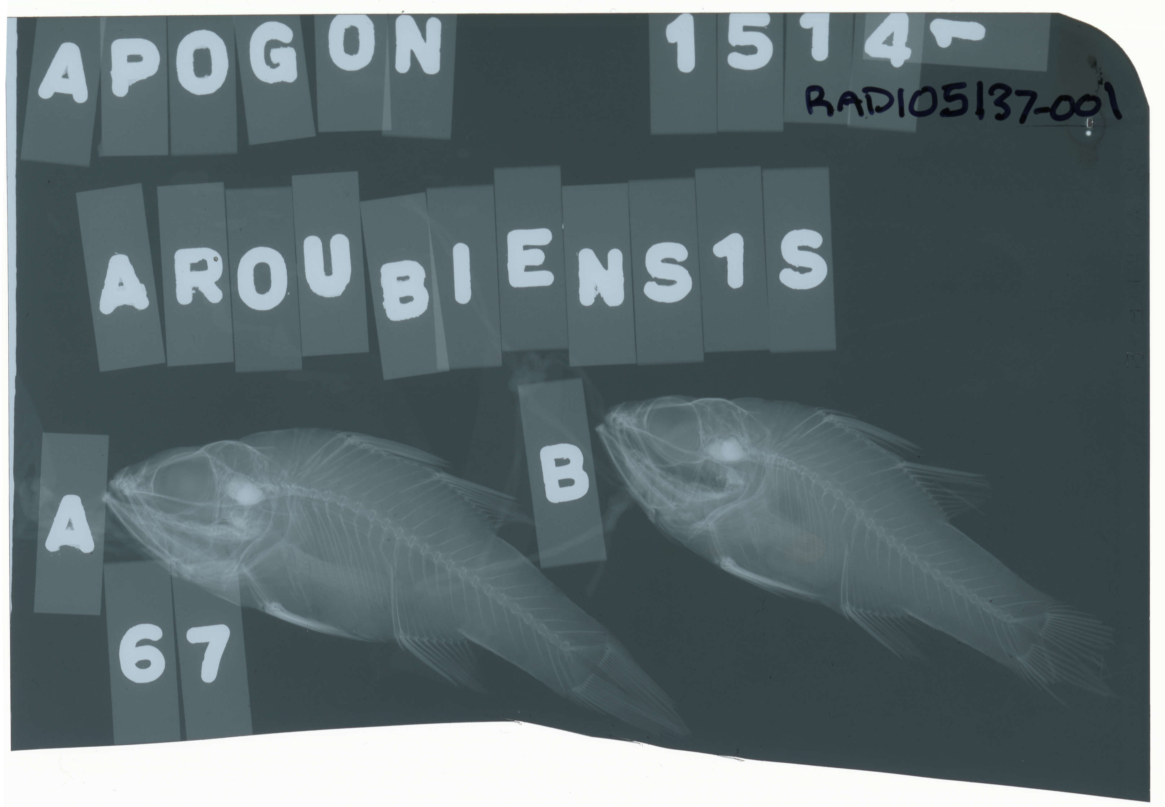 Image of Ostorhinchus aroubiensis (Hombron & Jacquinot 1853)