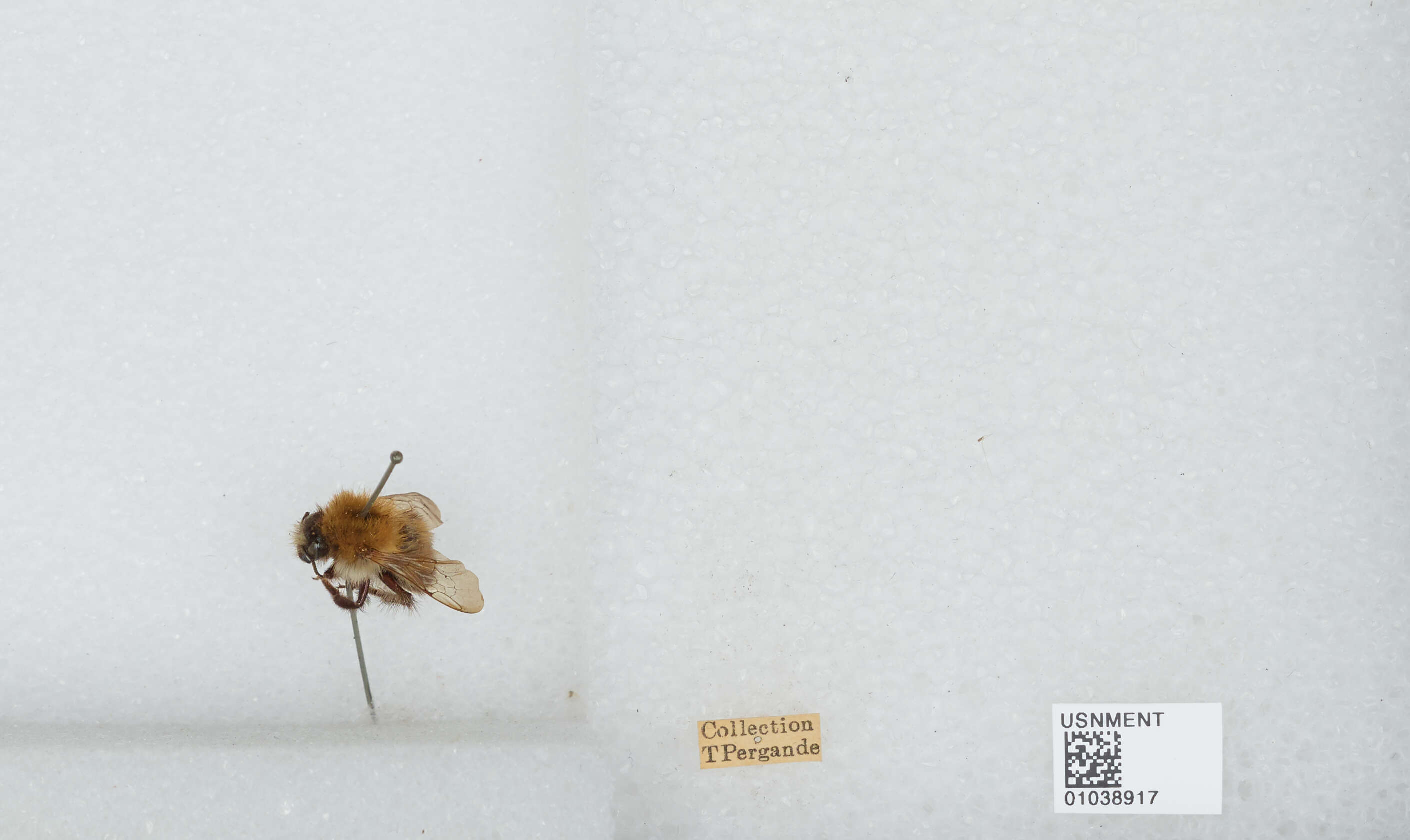 Image of Common carder bumblebee