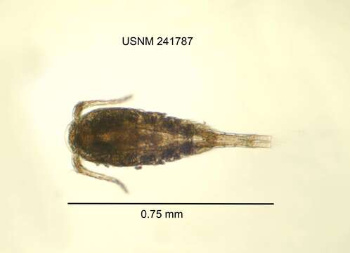 Image of Tropocyclops extensus Herbst