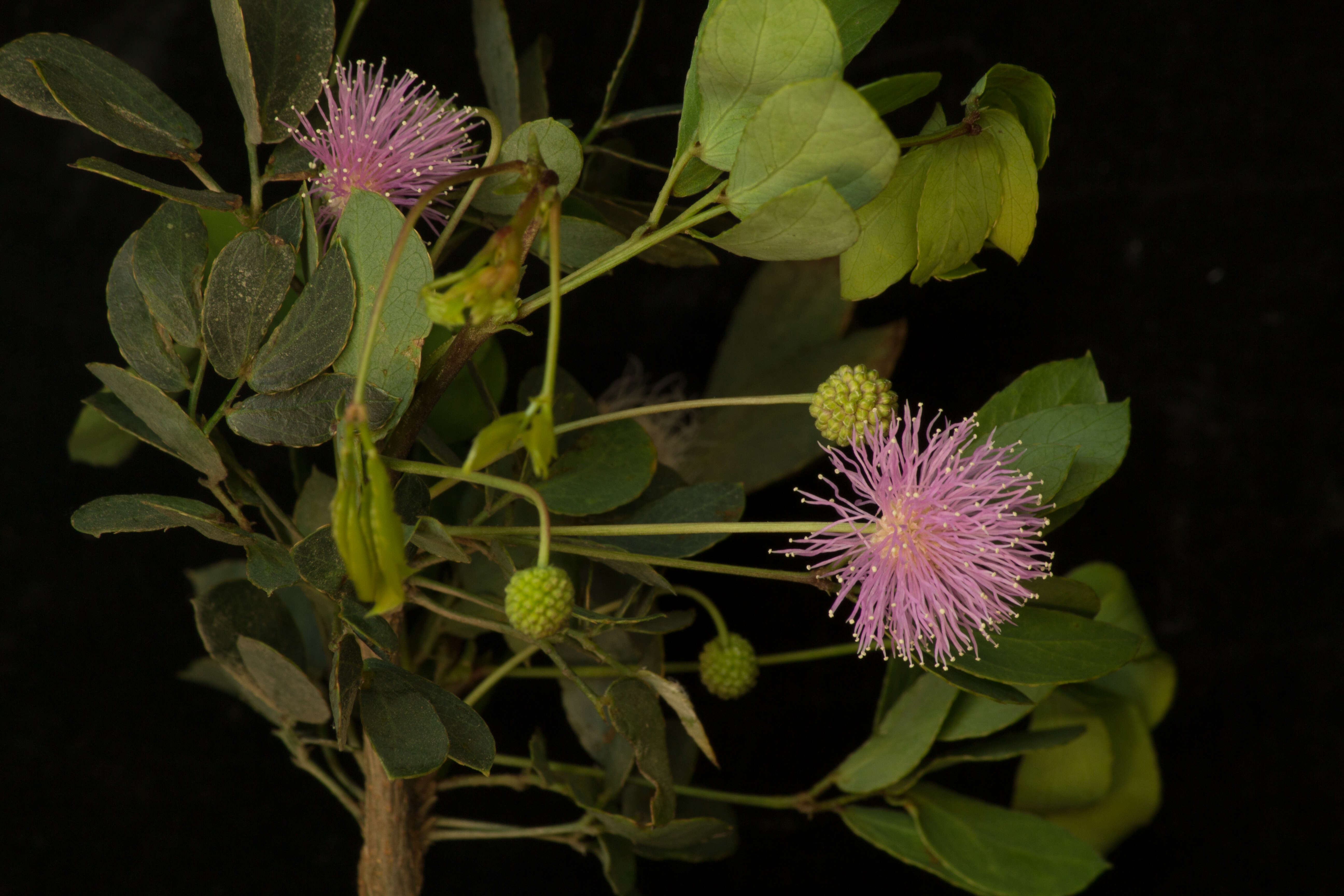 Image of Mimosa goldmanii Robinson