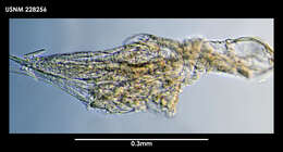 Image of Dendrogaster usarporum Grygier 1987