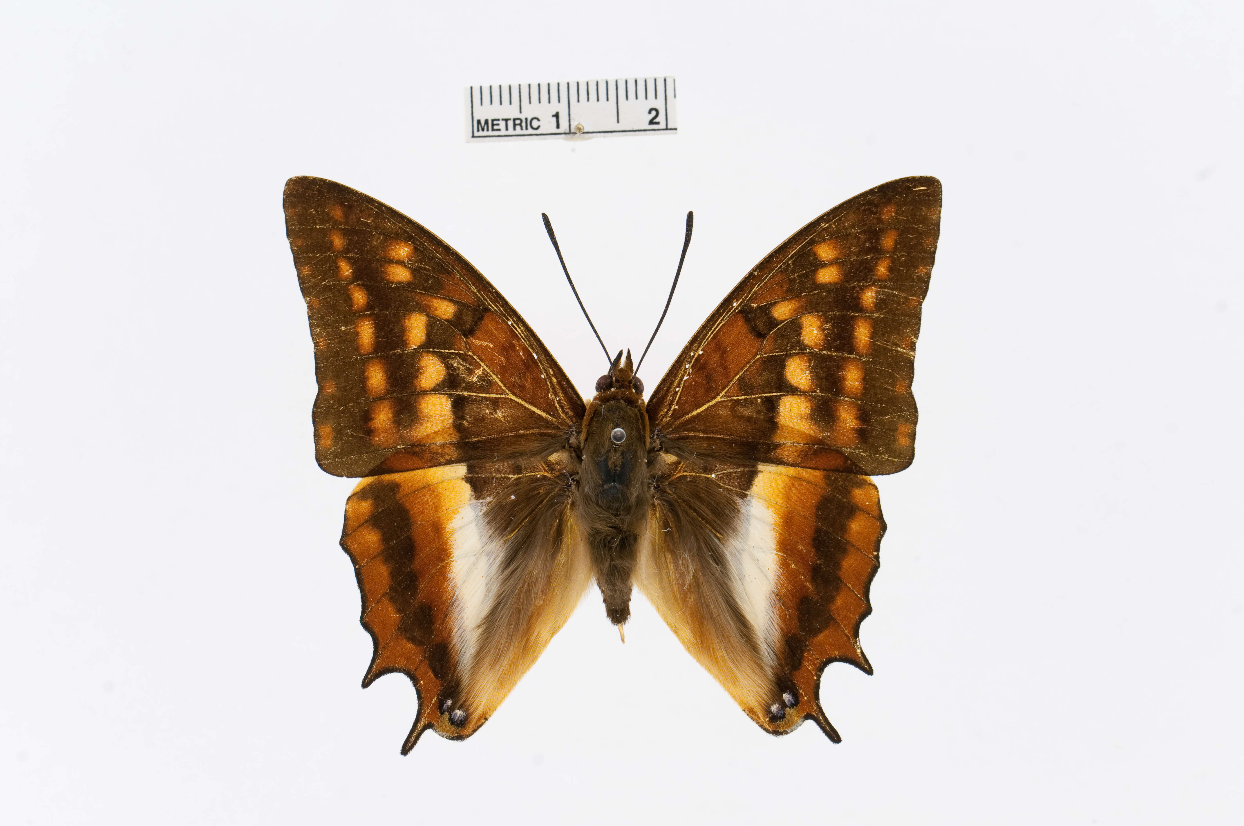 Charaxes alticola Grünberg 1912的圖片