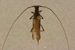 Image of Methia dolichoptera Lingafelter 2010