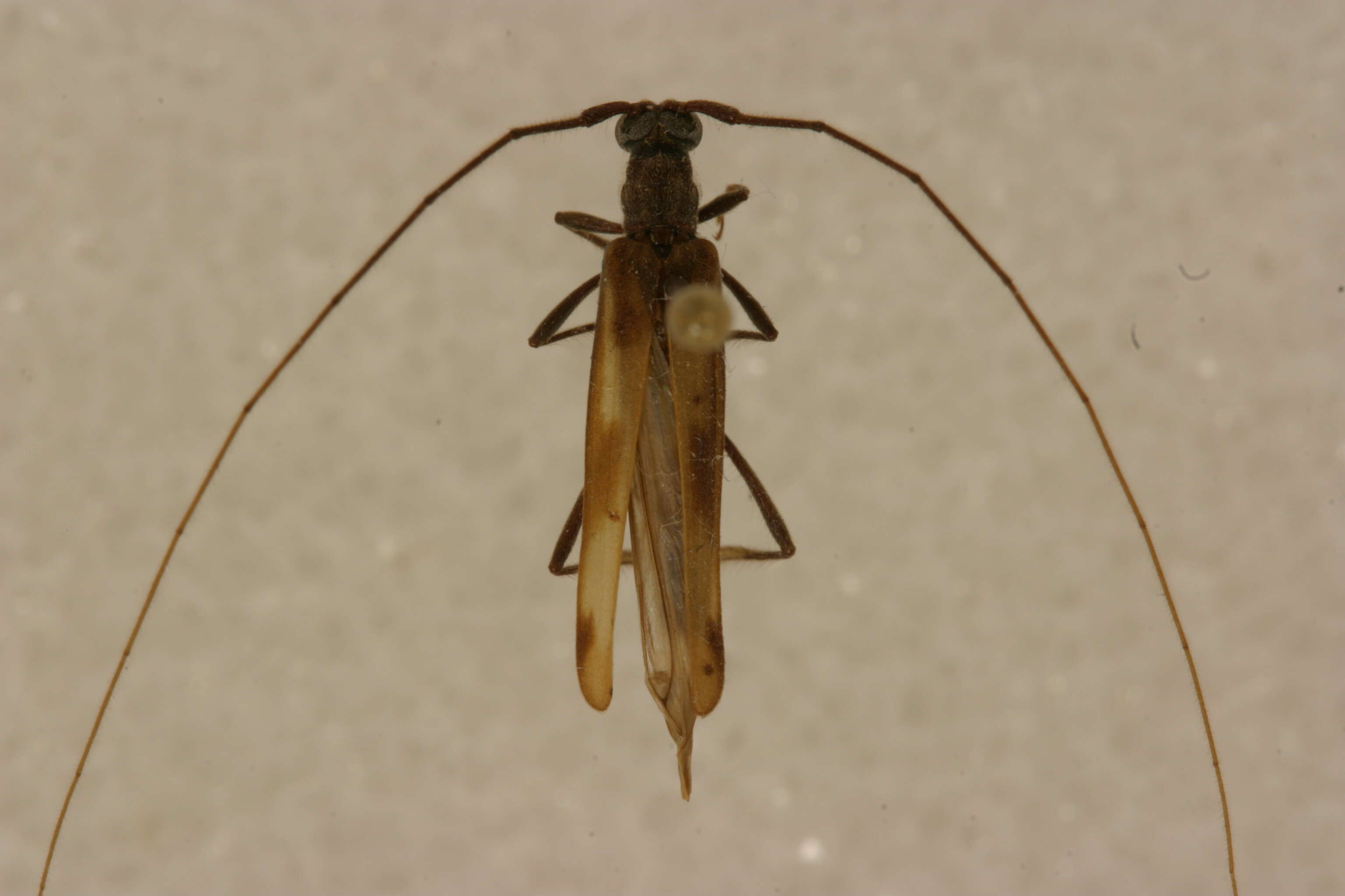 Image of Methia dolichoptera Lingafelter 2010