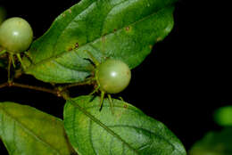 Image of Lycianthes chiapensis (T. S. Brandegee) Standl.