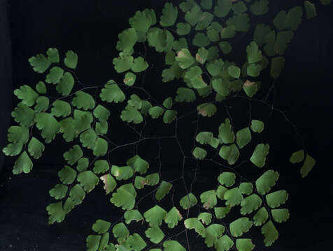 Image of fan maidenhair