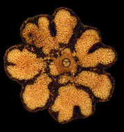 Christianella multiglandulosa (Nied.) W. R. Anderson resmi