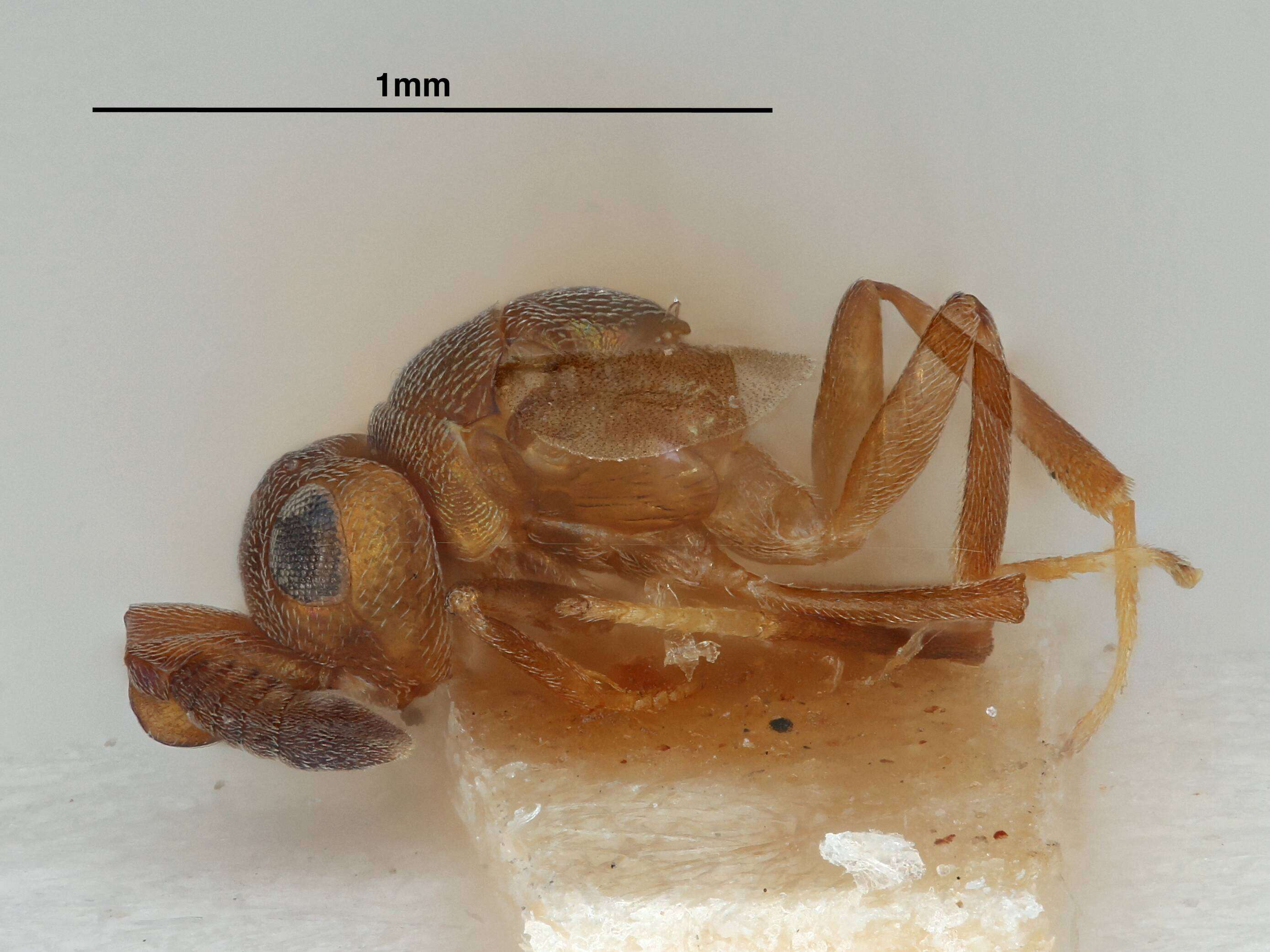 Слика од Extencyrtus edessa Noyes & Woolley 1994