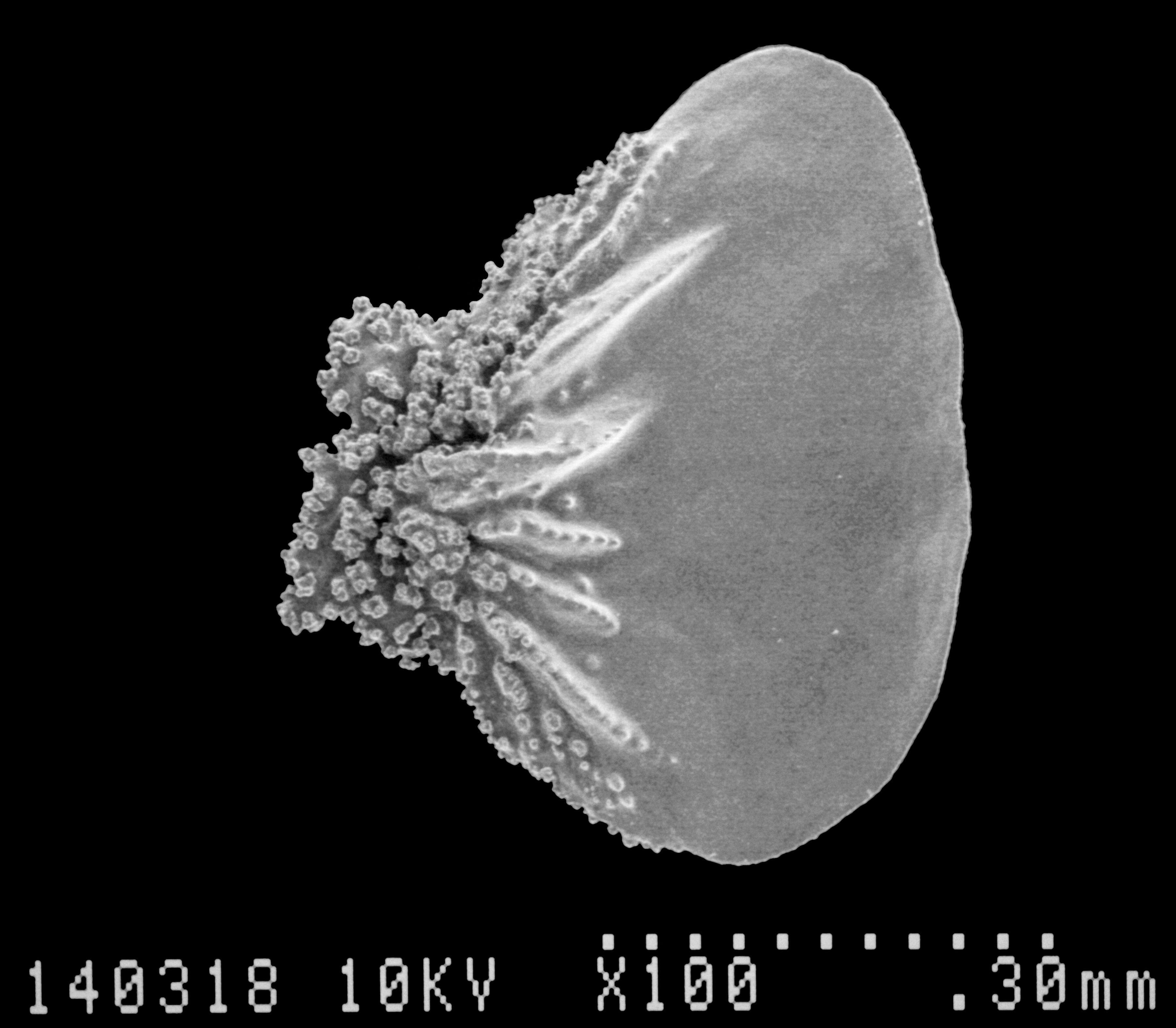 Image of Aglaoprimnoa stefanii Bayer 1996