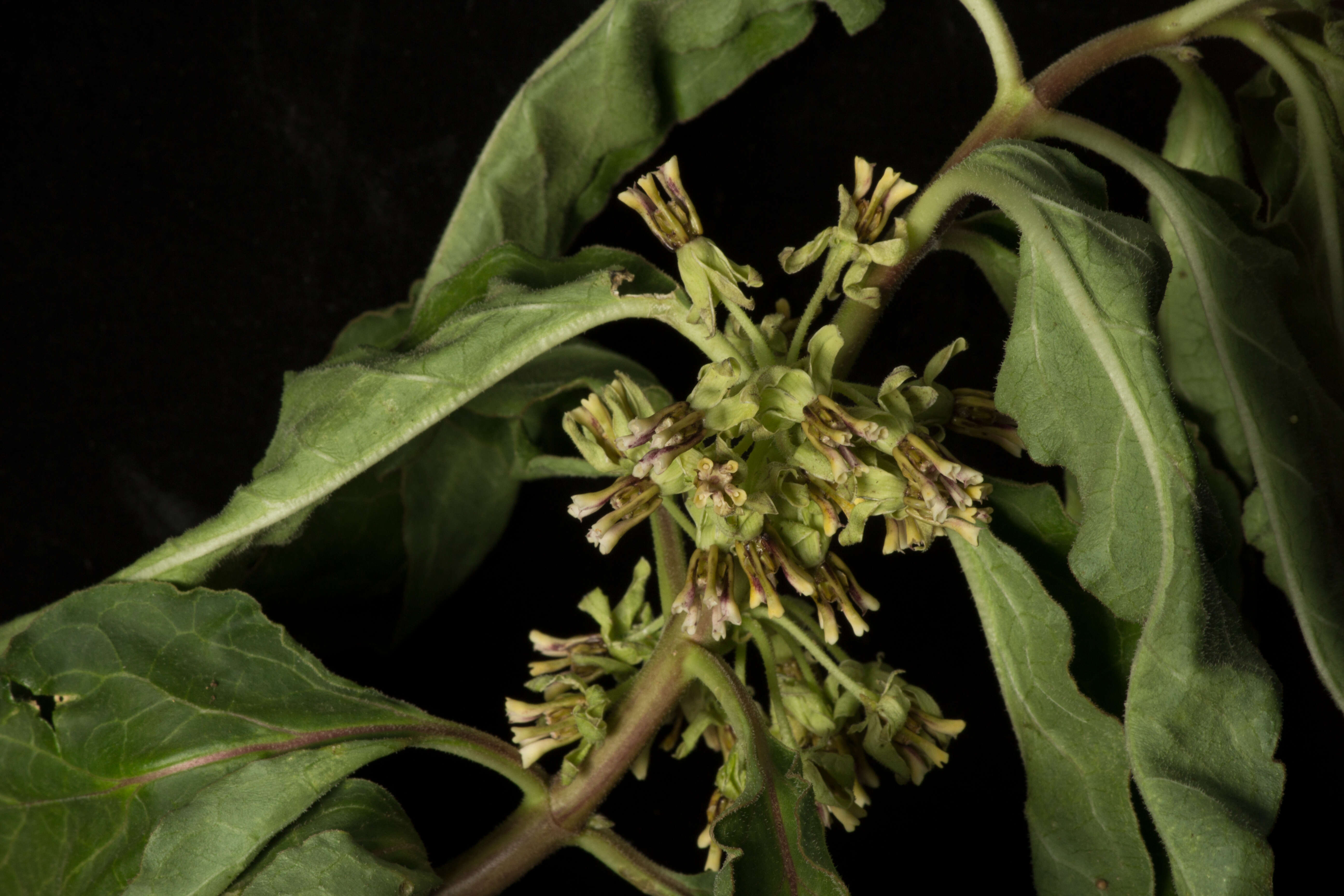 Image of zizotes milkweed