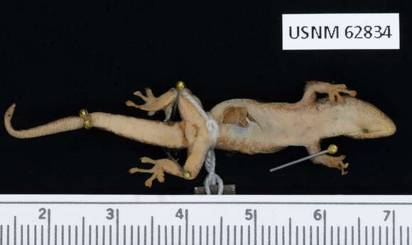 Lygodactylus grotei Sternfeld 1911 resmi