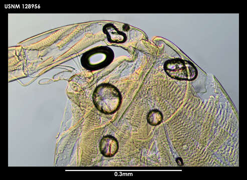 Image of Anarthron Kornicker 1975