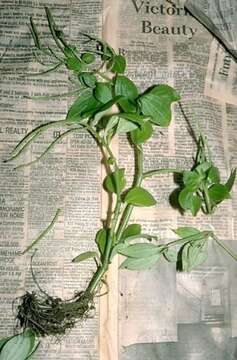 Image of Woodland Peperomia