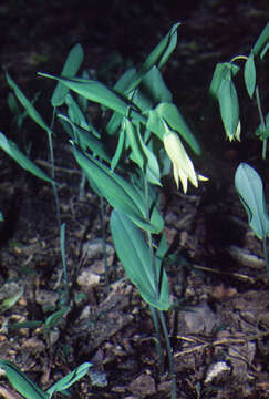 Image of perfoliate bellwort