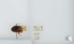 Image of Bombus eximius Smith 1852