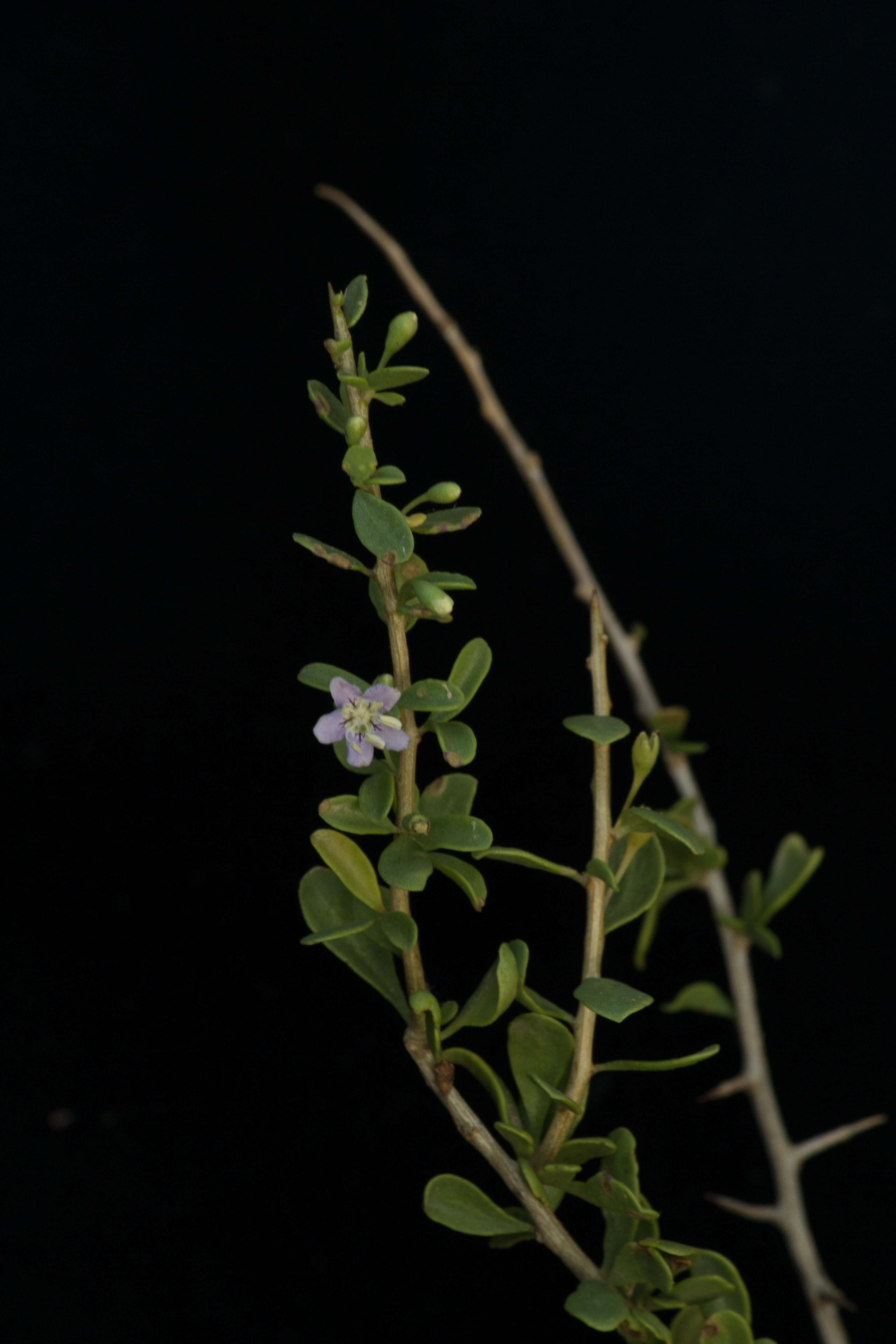 Lycium nodosum var. isthmense (F. Chiang) F. Chiang resmi