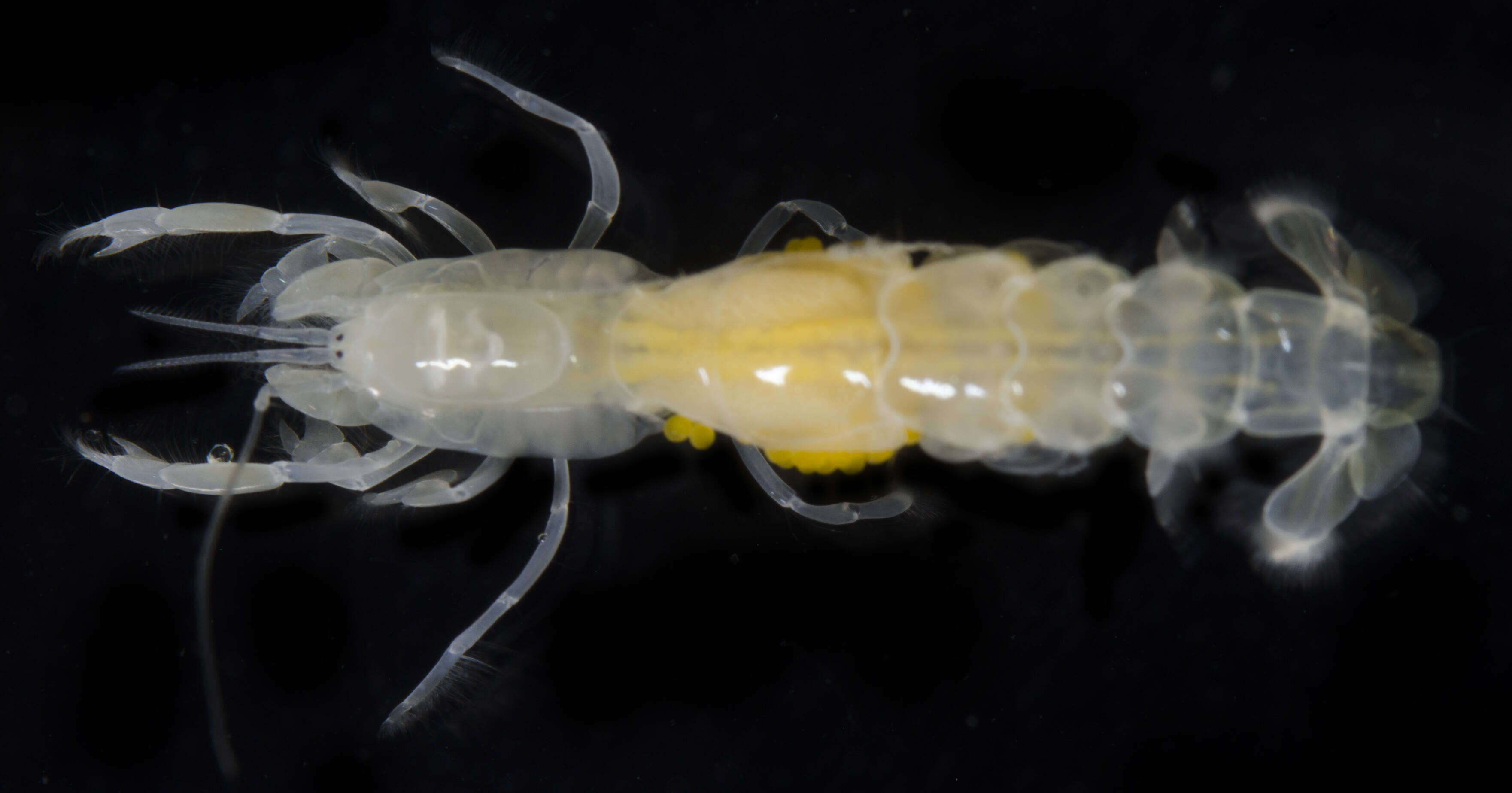 Image of bristle-footed ghost shrimp