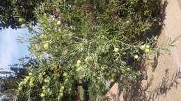 Image of Balloon milkweed