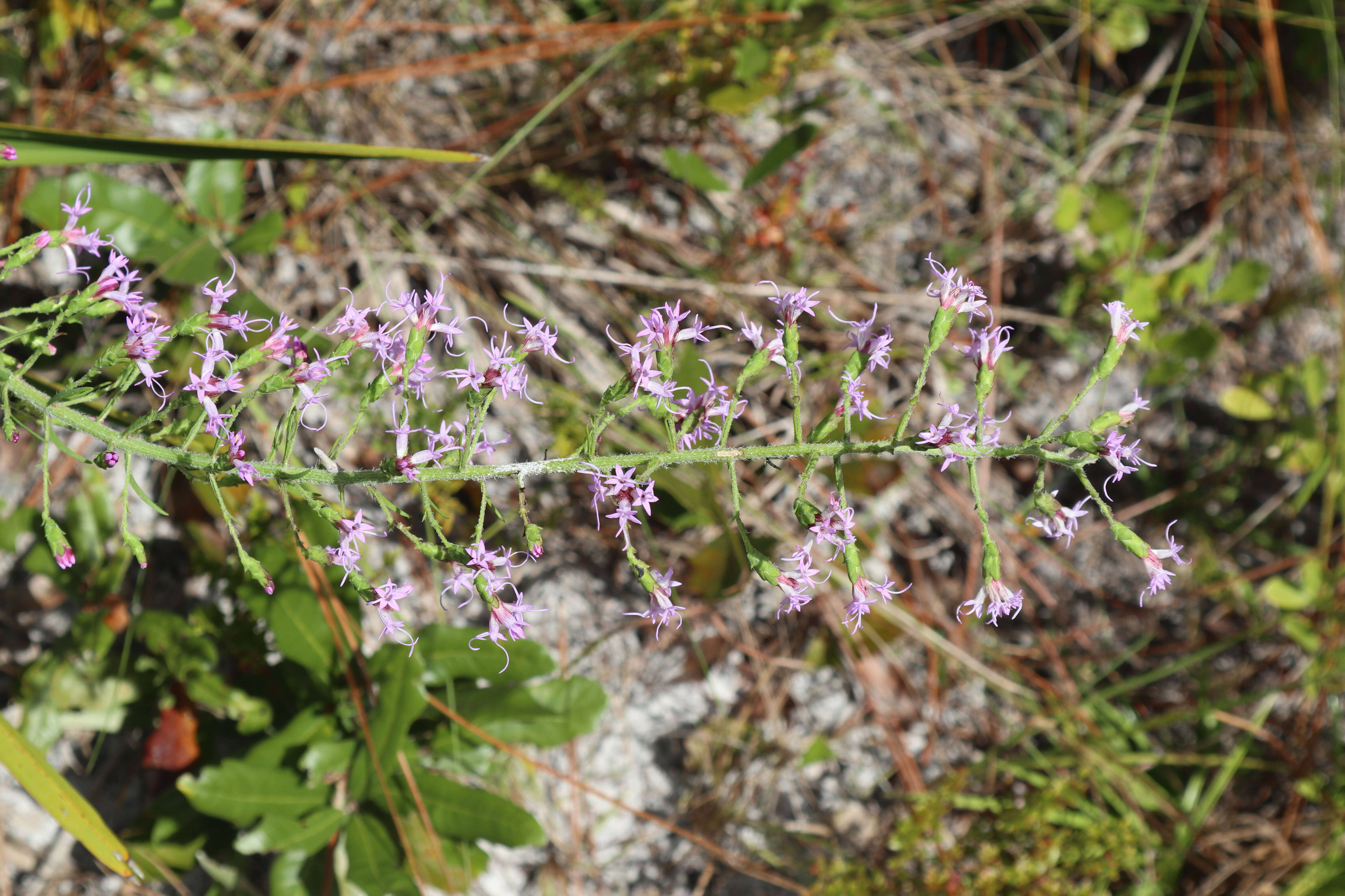 Image de Liatris gracilis Pursh