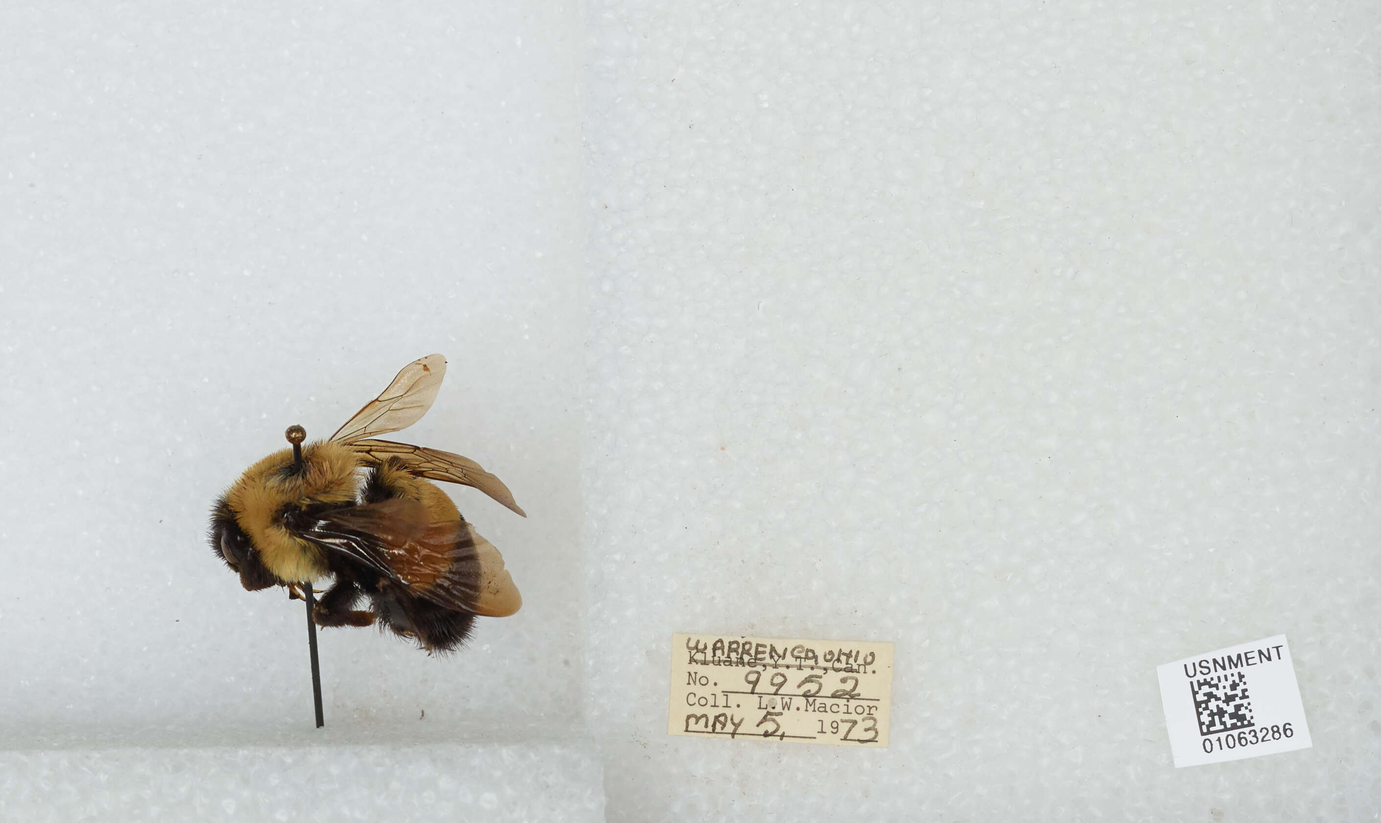 Слика од Bombus affinis Cresson 1864