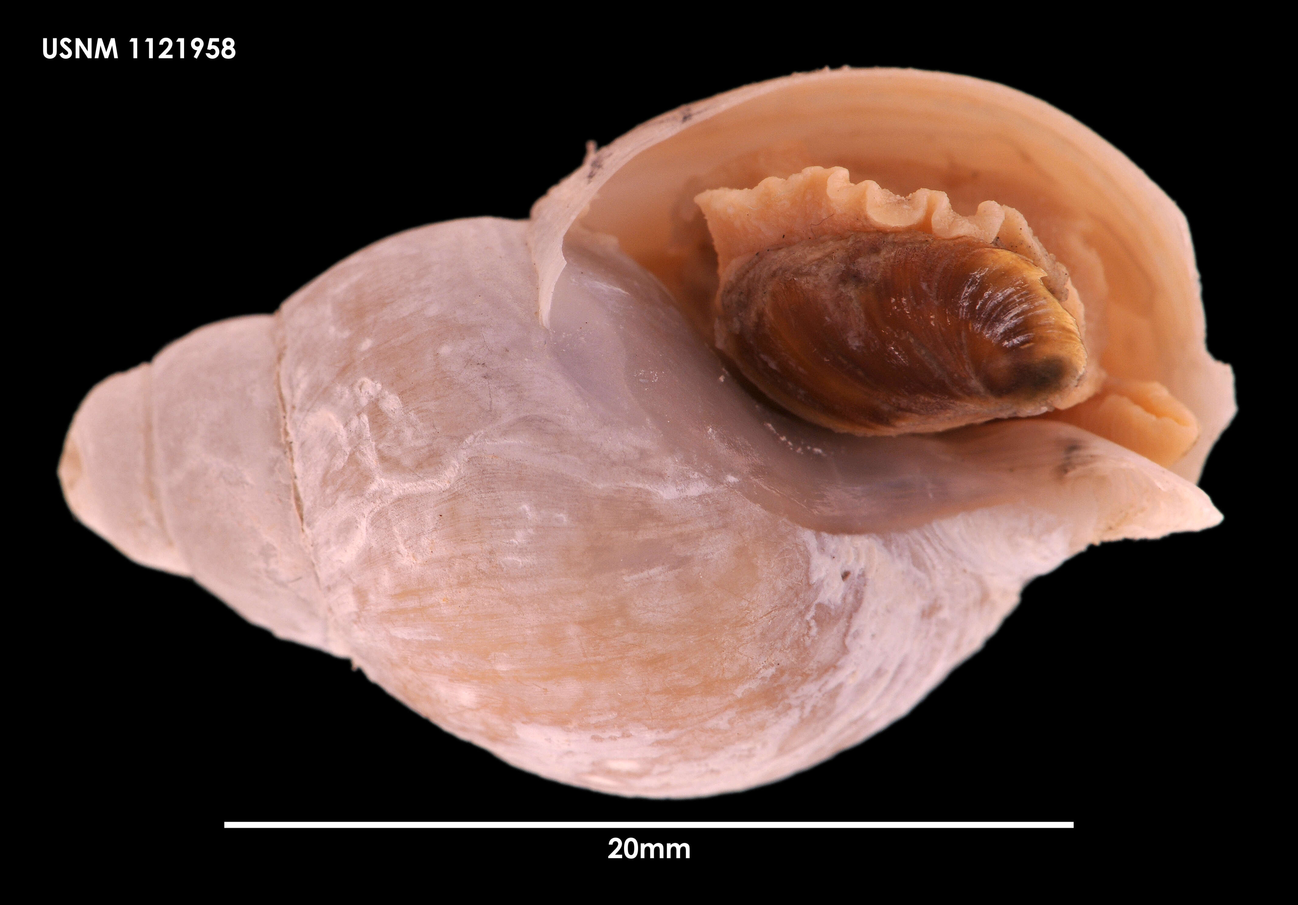 Neobuccinum E. A. Smith 1879 resmi