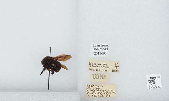 Imagem de Bombus pauloensis Friese 1912