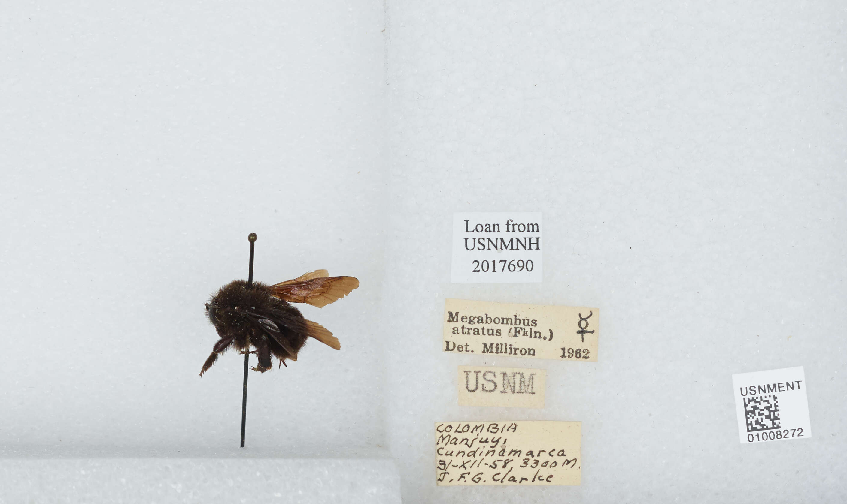 Image of Bombus pauloensis Friese 1912