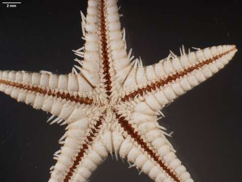 Image of Astropecten karankawai Lawrence et al. 2018