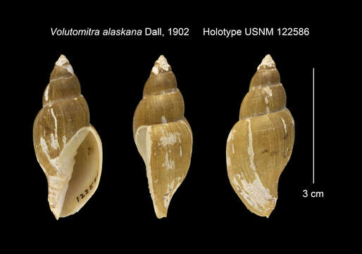 Image of Volutomitra groenlandica (Møller 1842)