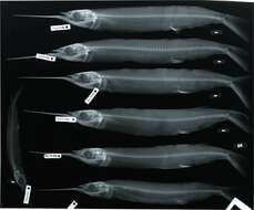 Imagem de Hemiramphus bermudensis Collette 1962