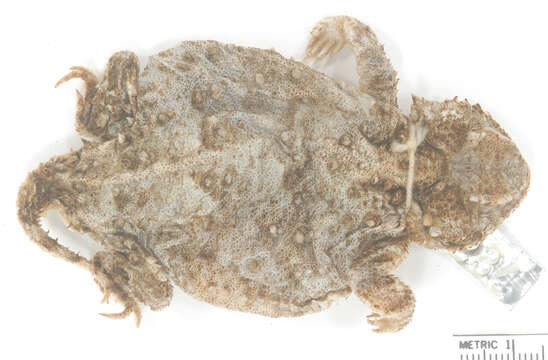 Image of Greater Short-horned Lizard