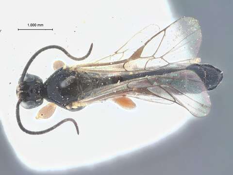 Image of Exochus dentifrons Townes & Townes 1959