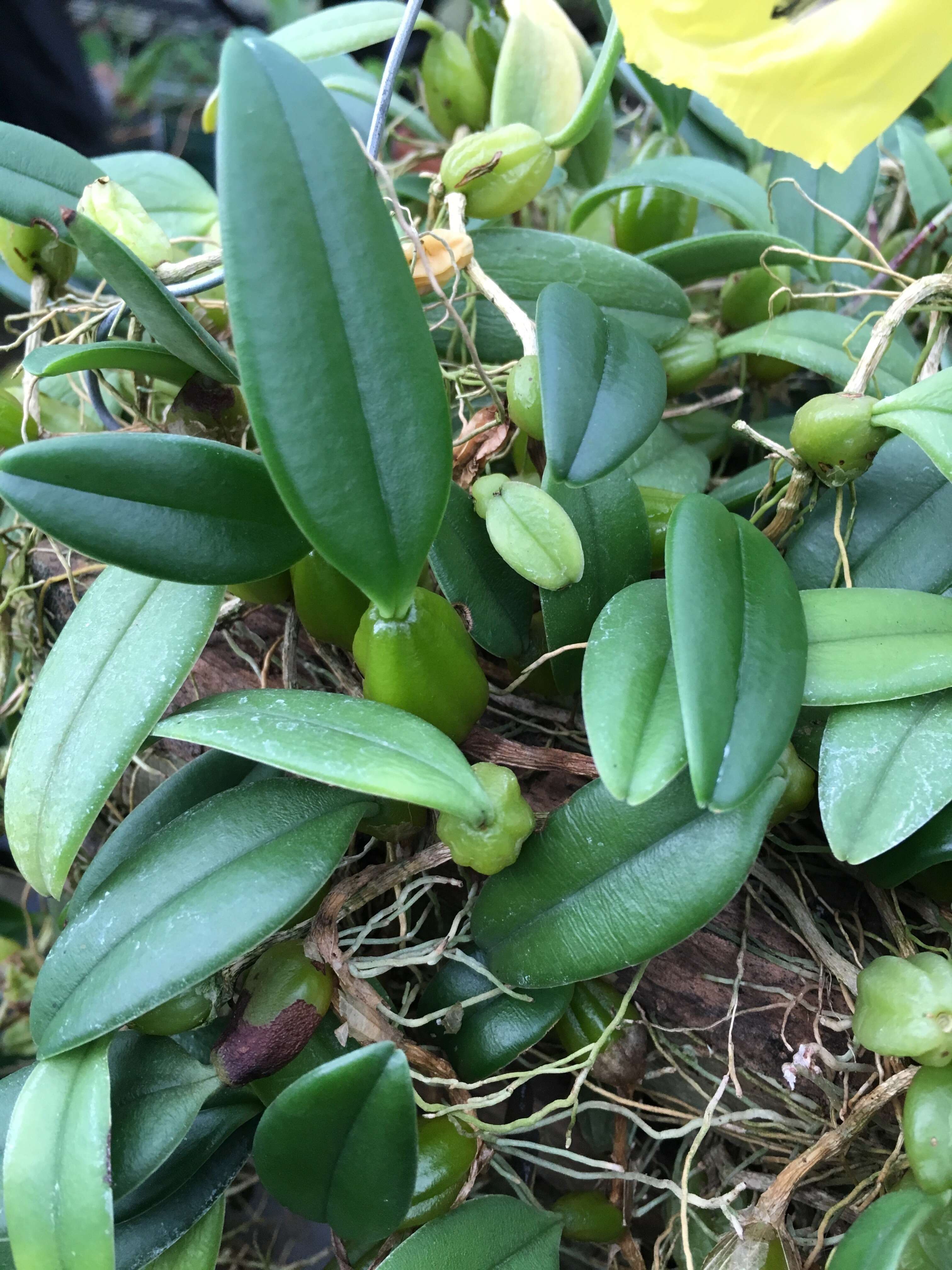 Image of Bulbophyllum Thouars
