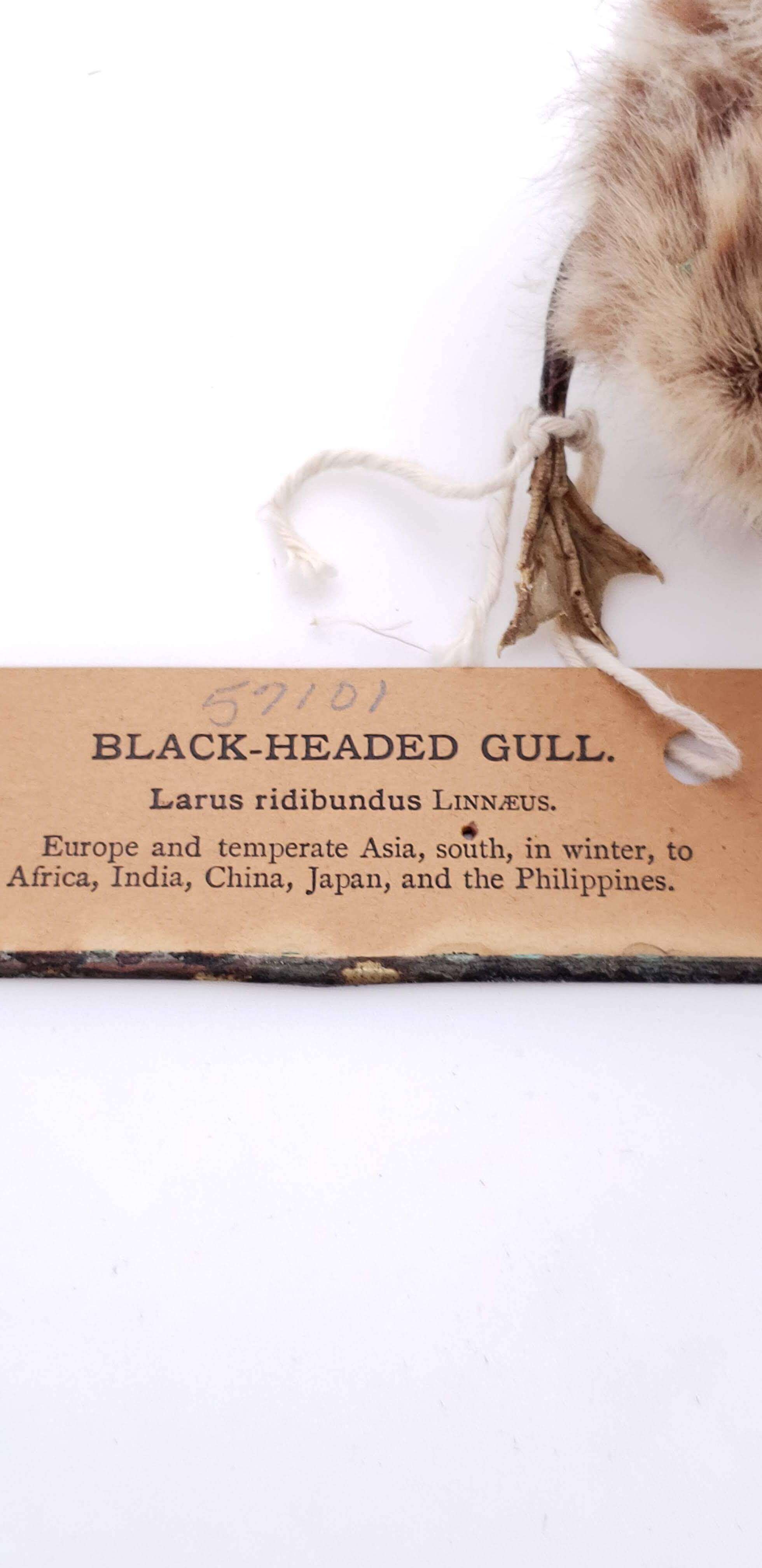 Image of Black-headed gull