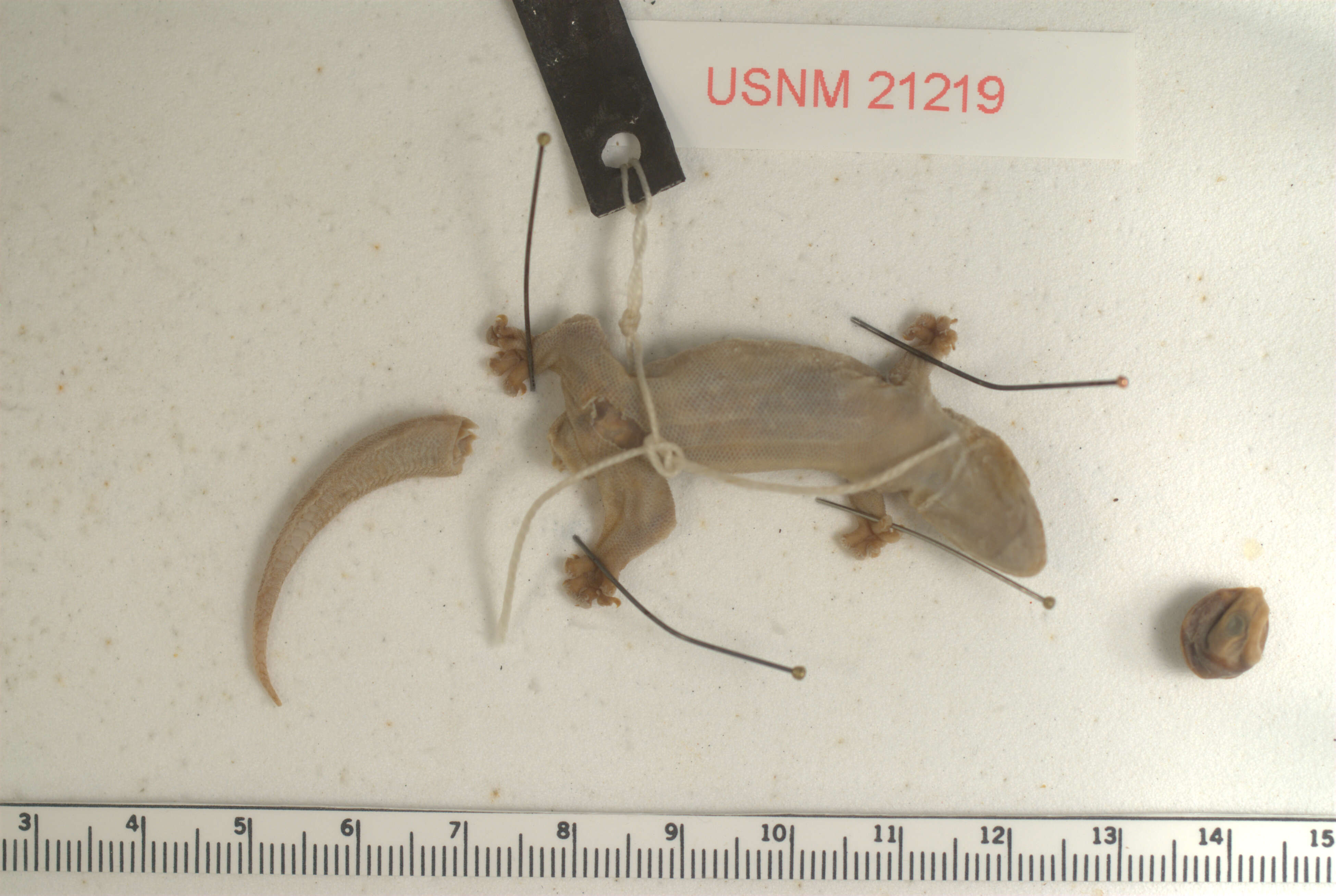 Gehyra mutilata (Wiegmann 1834) resmi