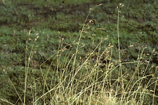 Sivun Calamagrostis eminens (J. Presl) Steud. kuva