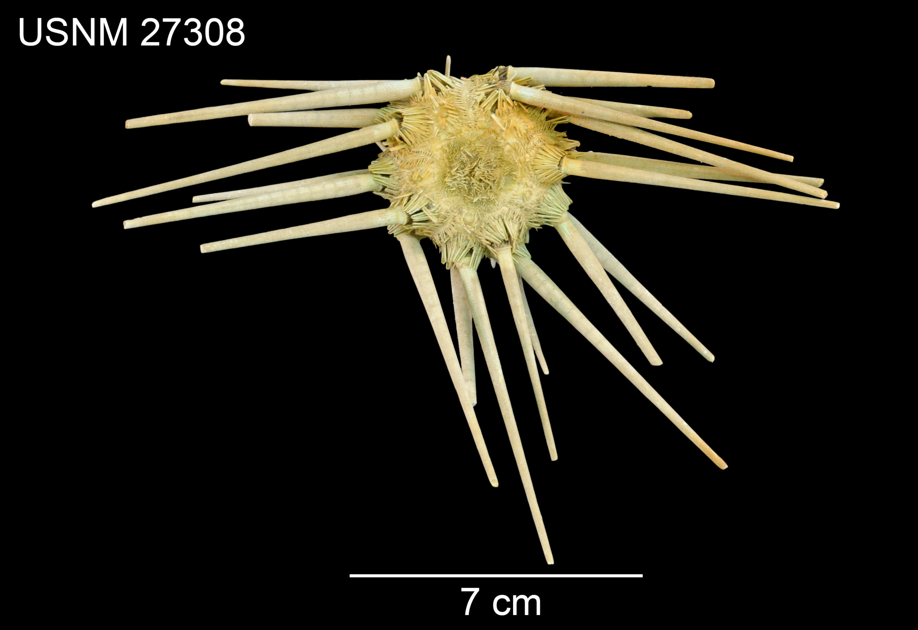 Image of Stylocidaris calacantha (A. Agassiz & H. L. Clark 1907)