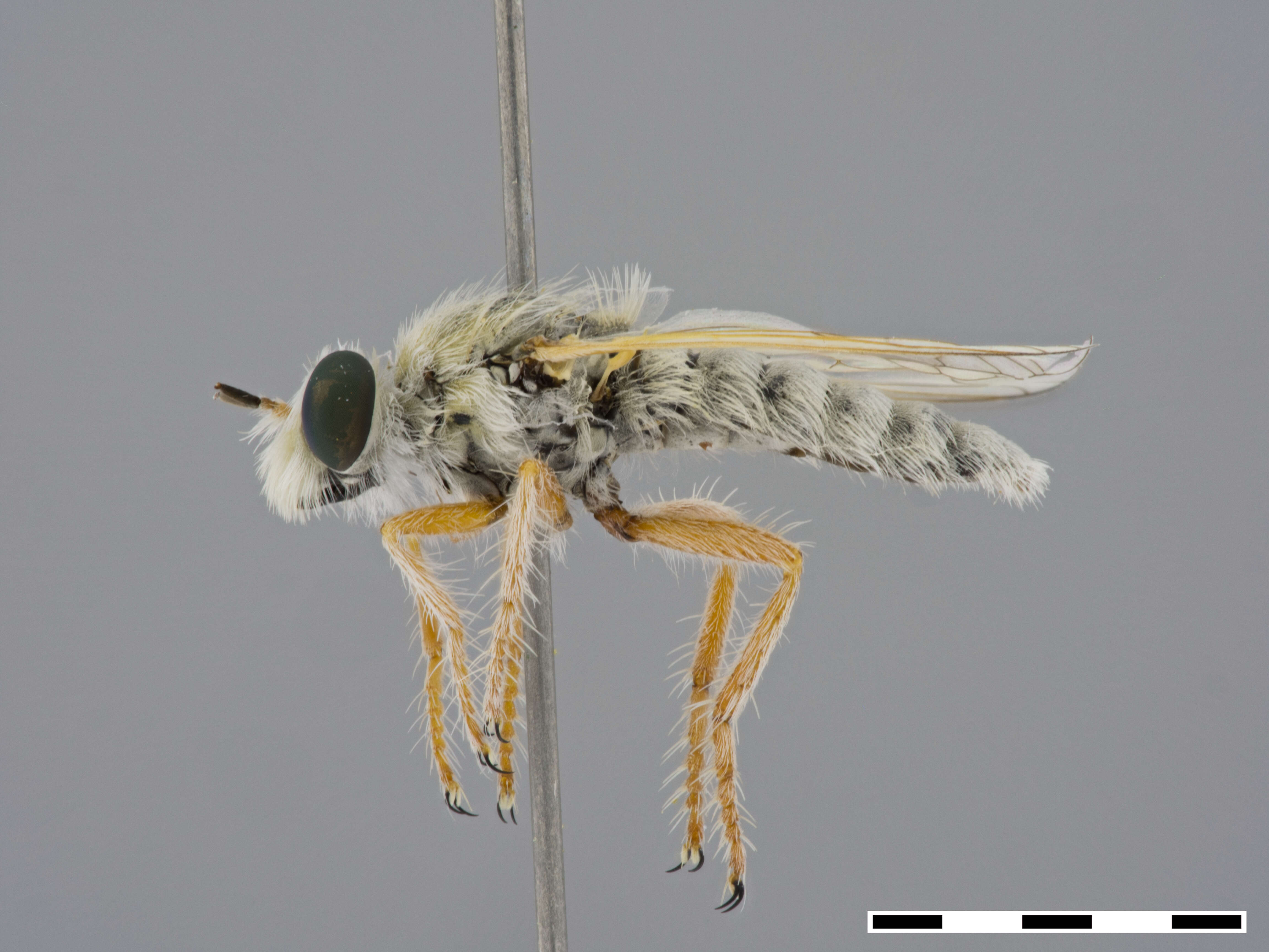 Image de Prytanomyia