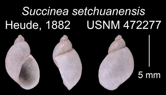 Image of Succinea setchuanensis Heude 1882