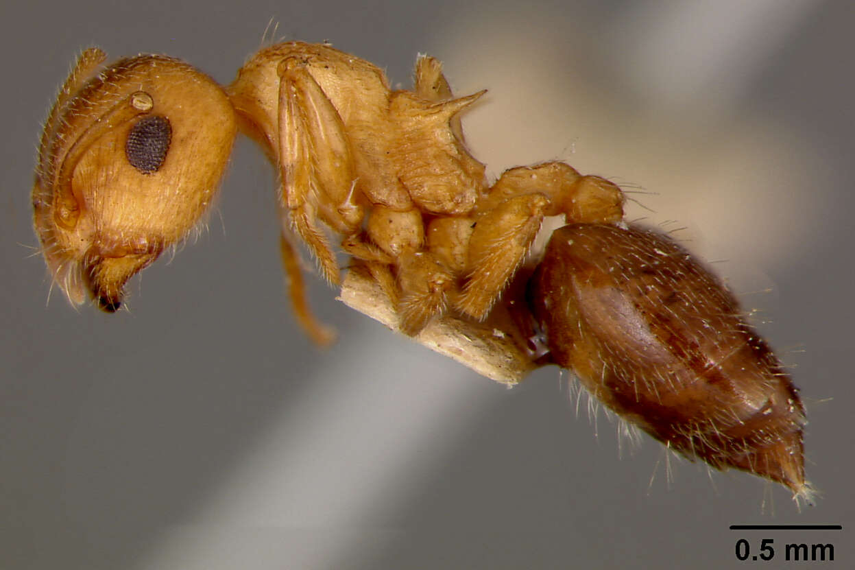 Image of Crematogaster rossi Buren 1968