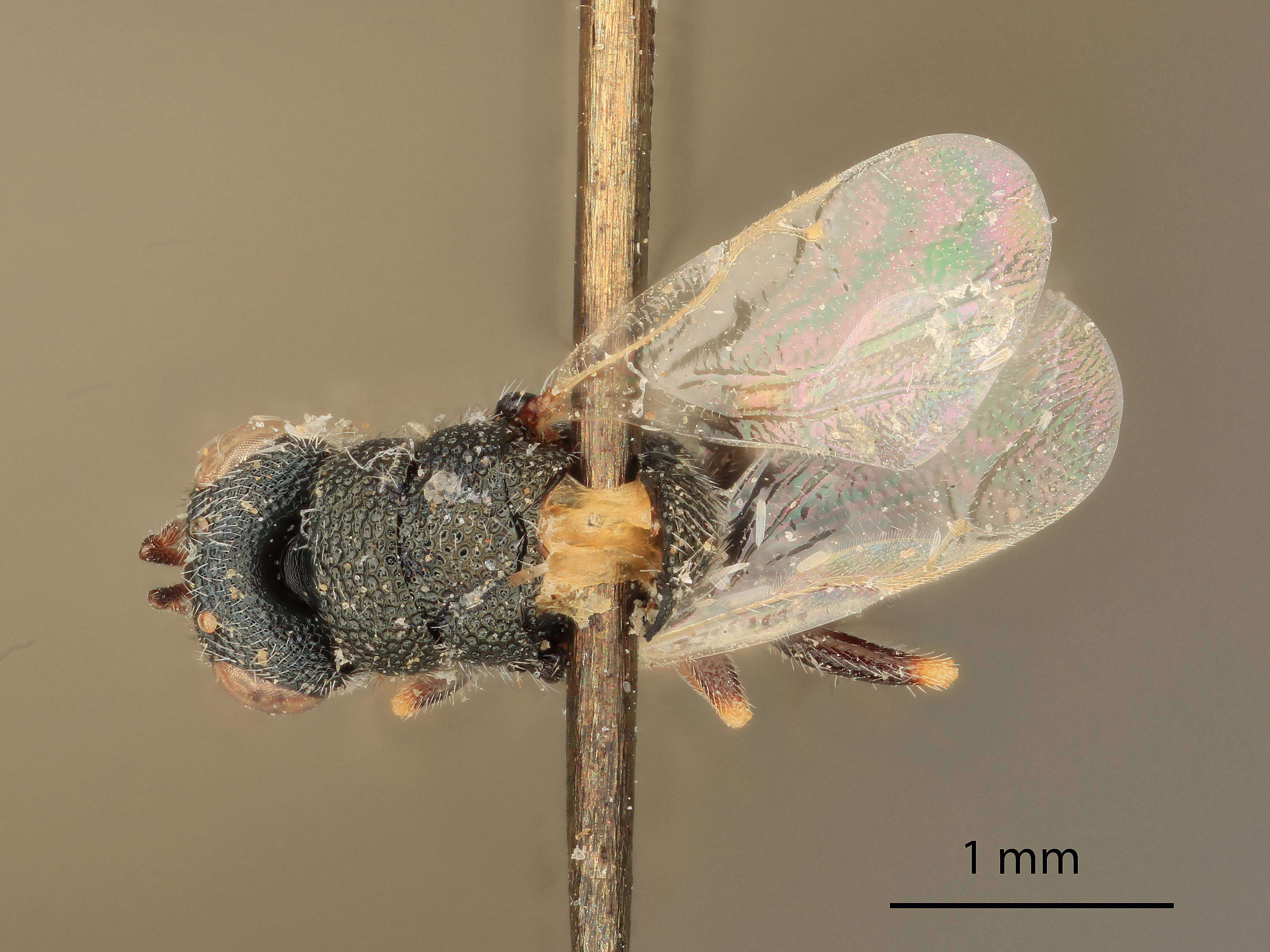 Image of Eurytoma cuneiforma Bugbee 1982