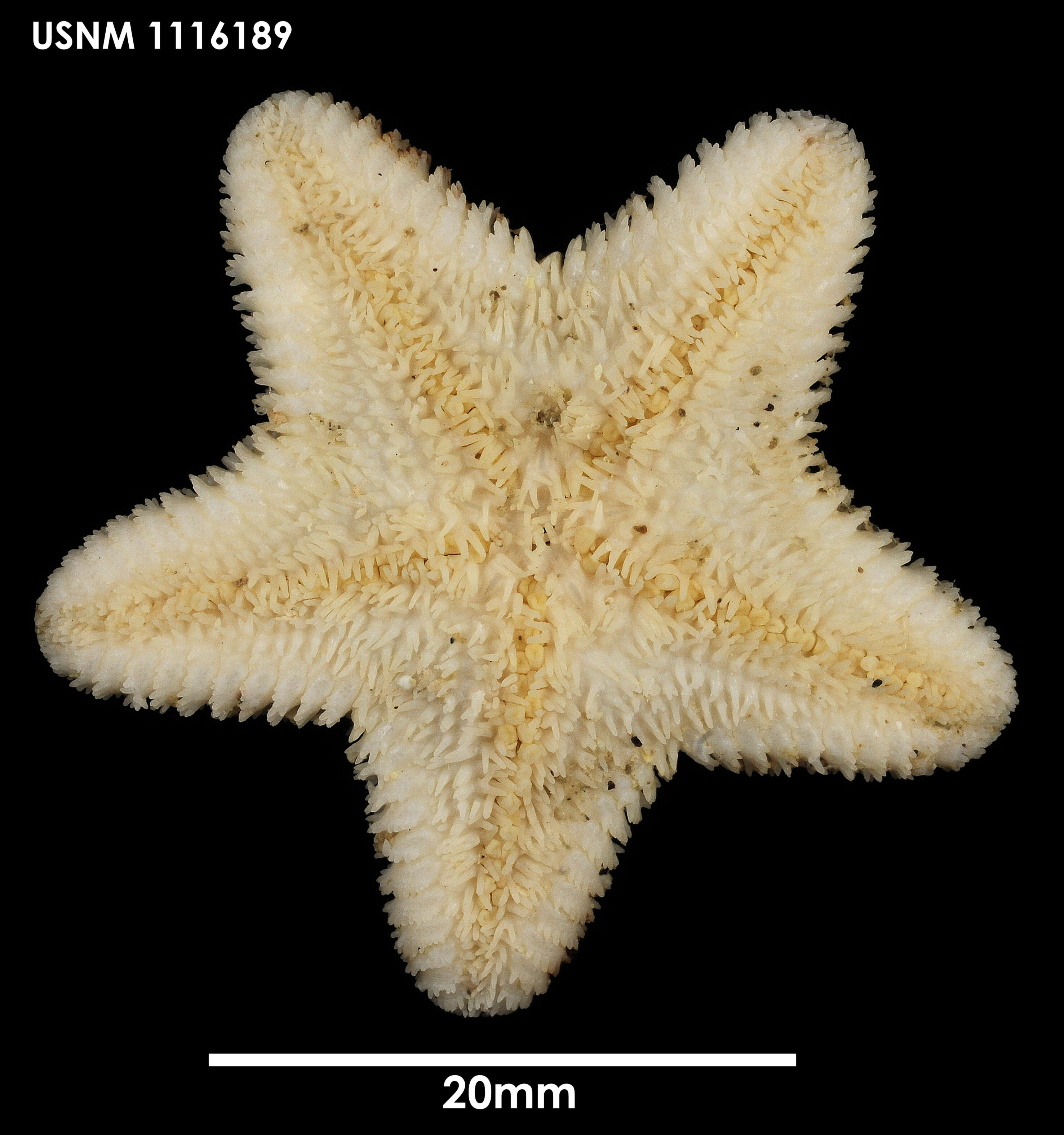 Image of Cycethra