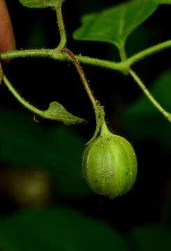 Image of Aristolochia L.