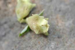 Image of New Zealand spinach