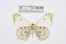 Image of Falcate Orangetip