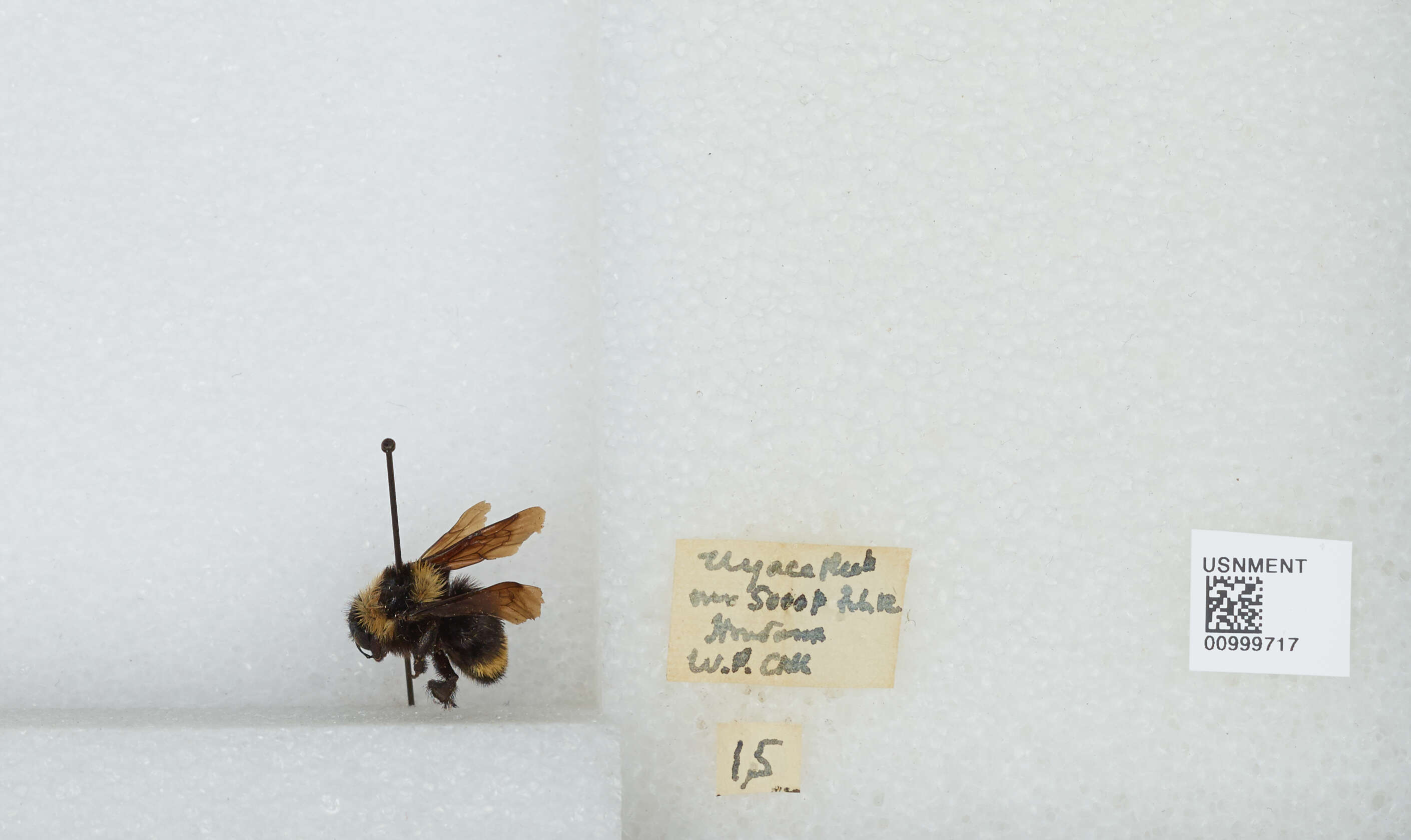 Image de Bombus medius Cresson 1864