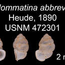 Image of <i>Diplommatina abbreviata</i> Heude 1890