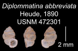Image of <i>Diplommatina abbreviata</i> Heude 1890