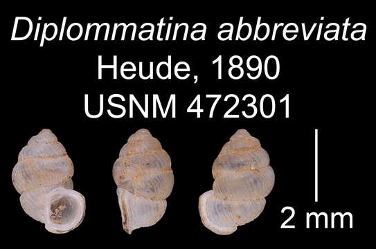 Sivun <i>Diplommatina abbreviata</i> Heude 1890 kuva